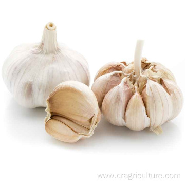 Competitive Price Wholesale Fresh Elephant Garlic